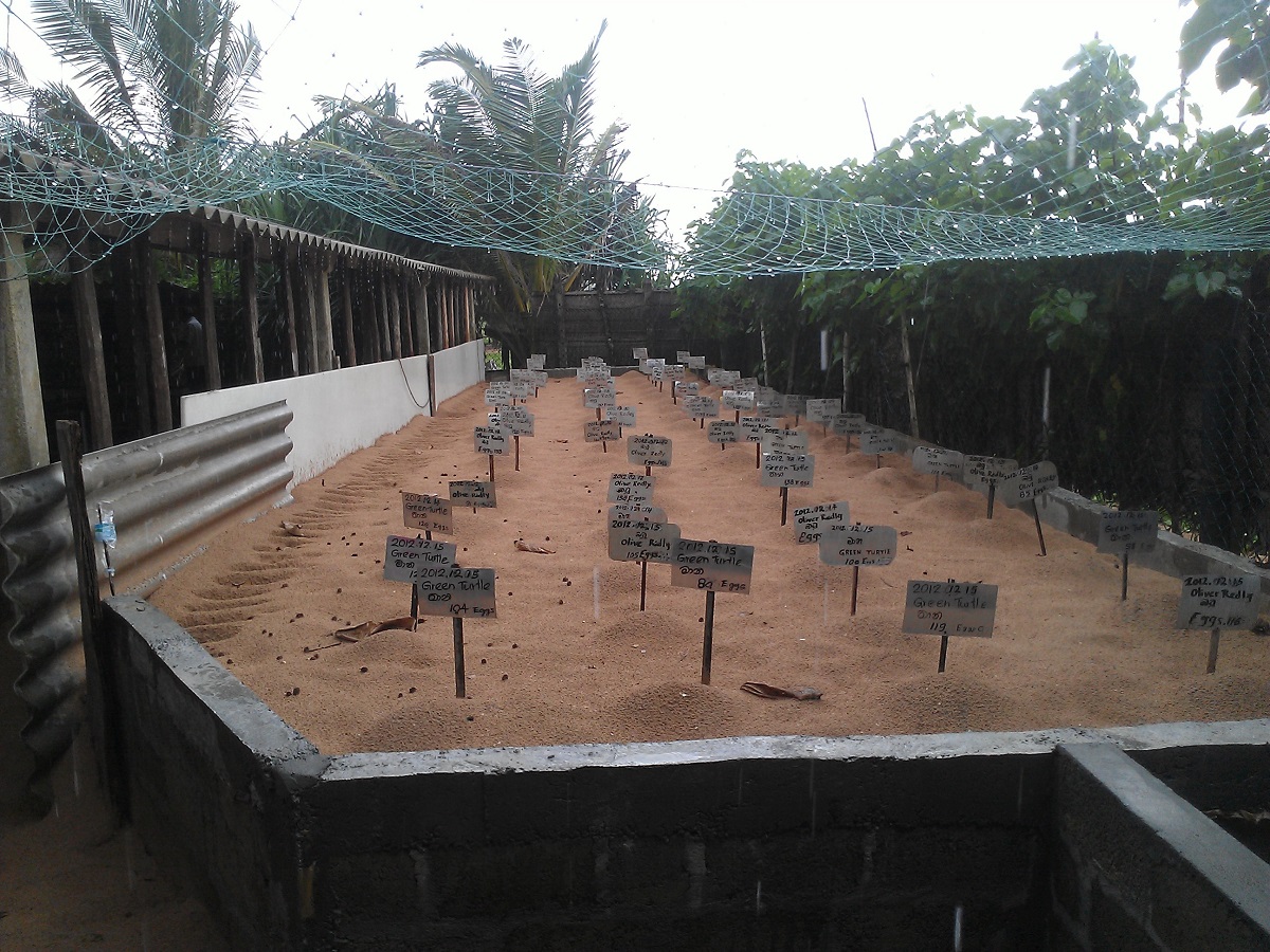 Turtle Hatchery