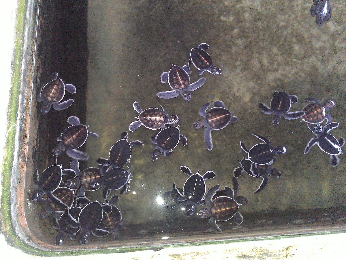 Turtle Hatchery