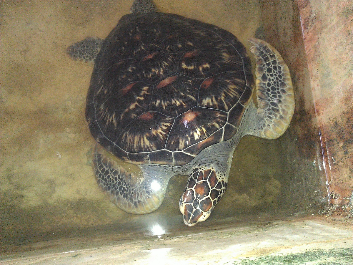 Kosgoda Turtle Hatchery