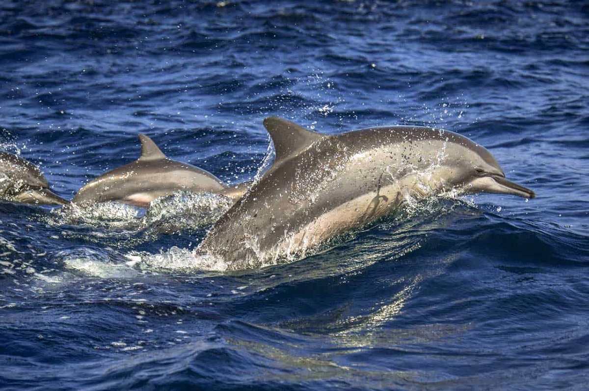 Kalpitiya Dolphin Watching