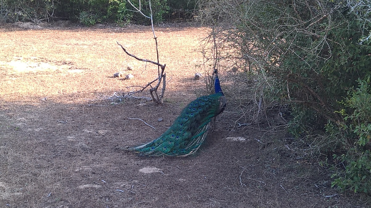 Peacock