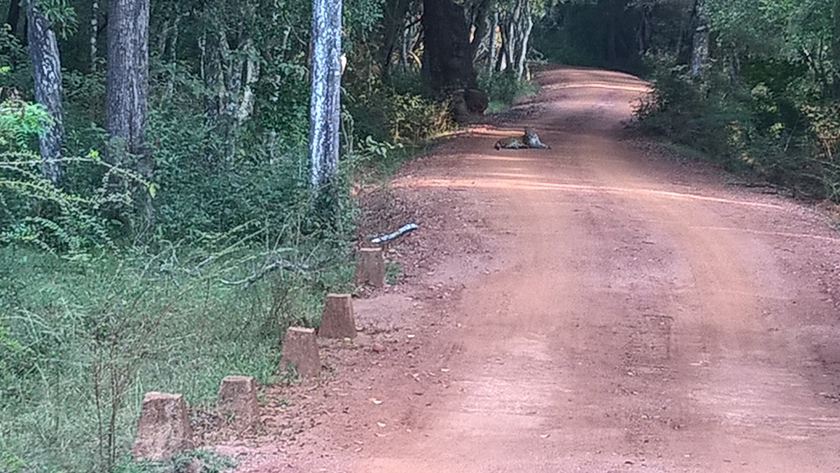 Wilpattu National Park