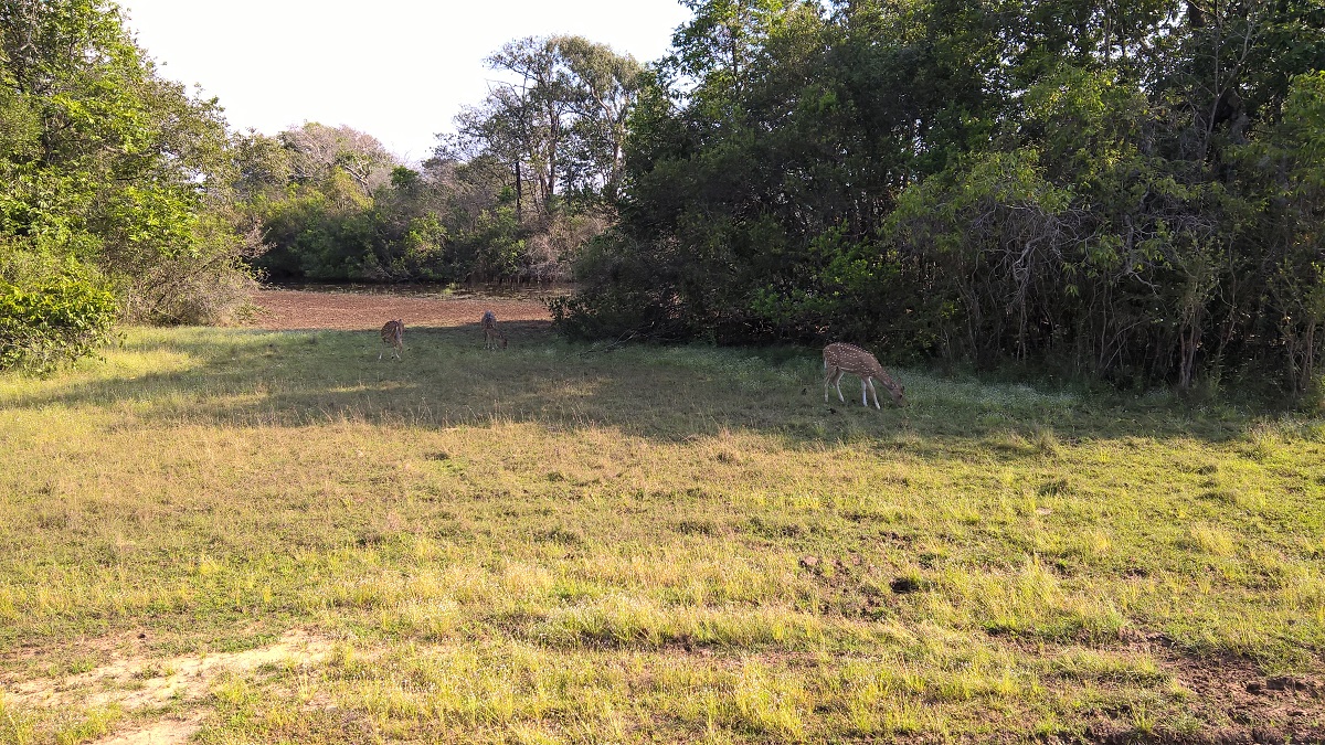 Wilpattu National Park