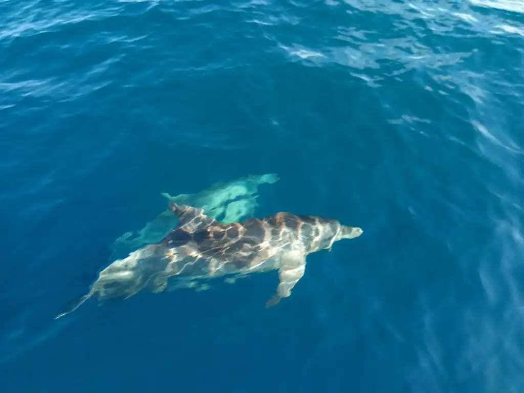 Kalpitiya dolphins