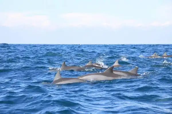 Group dolphins