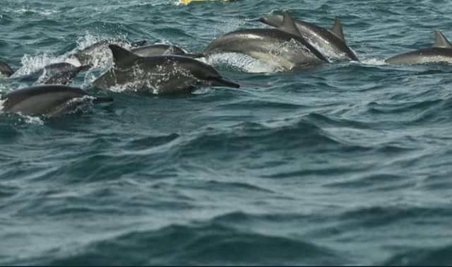 Dolphin pod