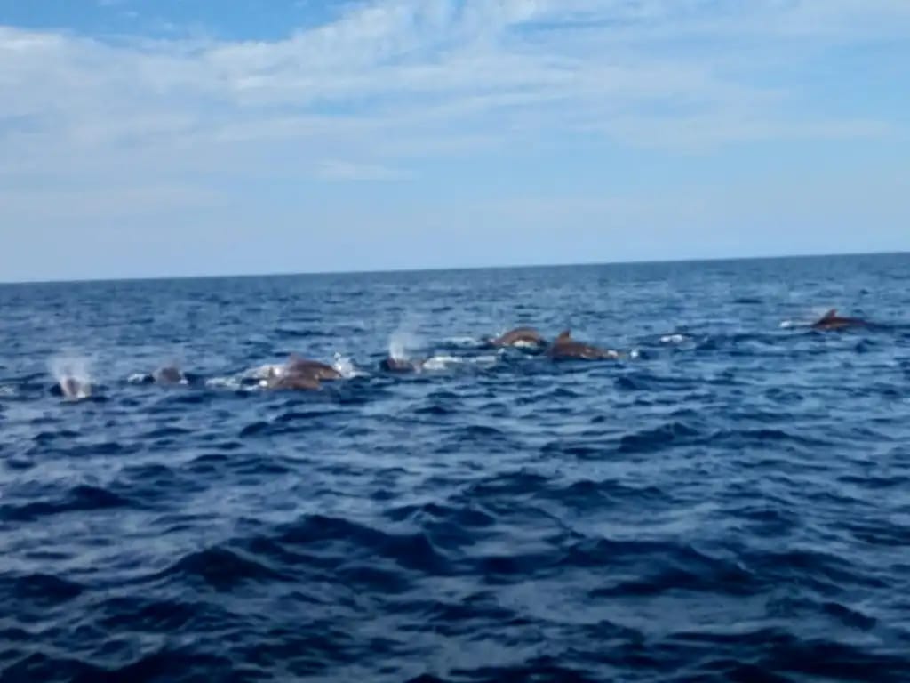 Group of Dolphins
