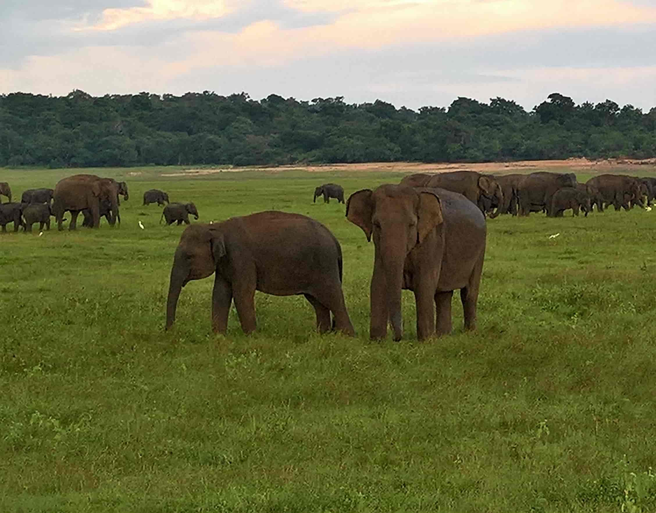 Elephants at Minneriya