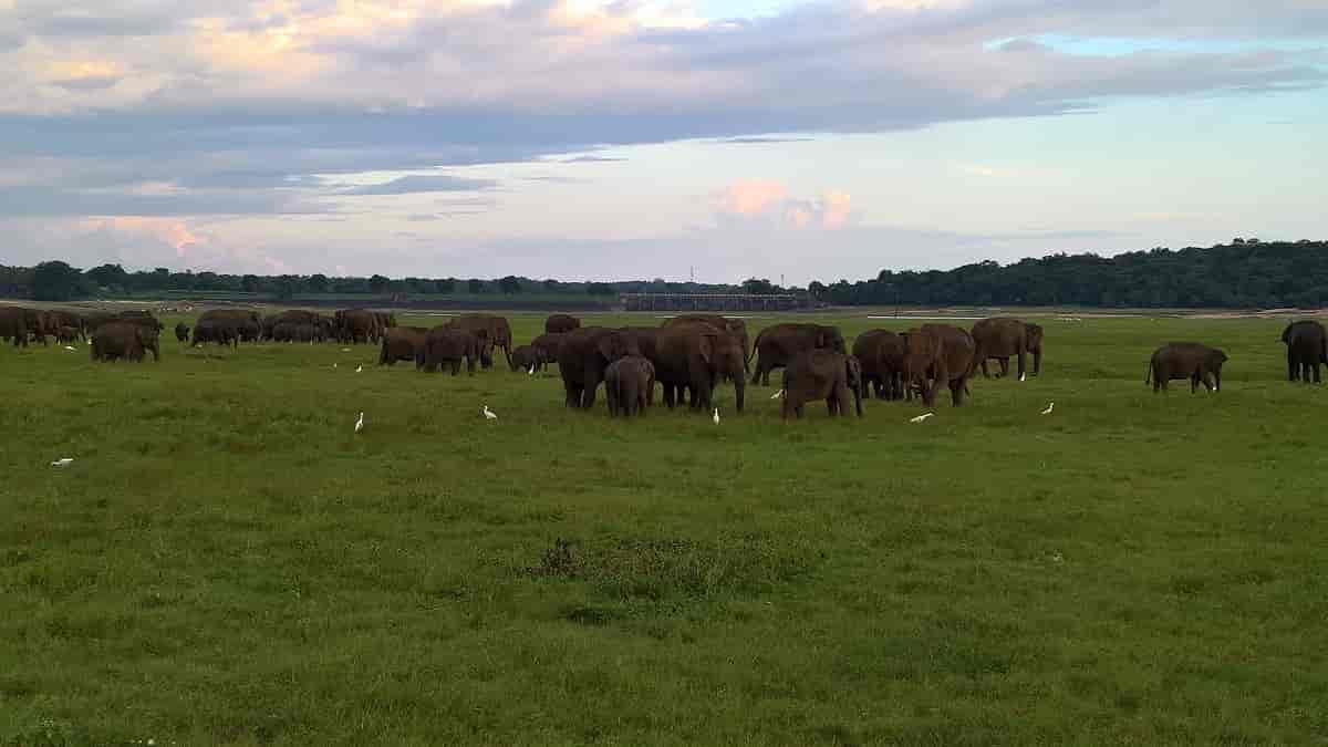 Minneriya National Park