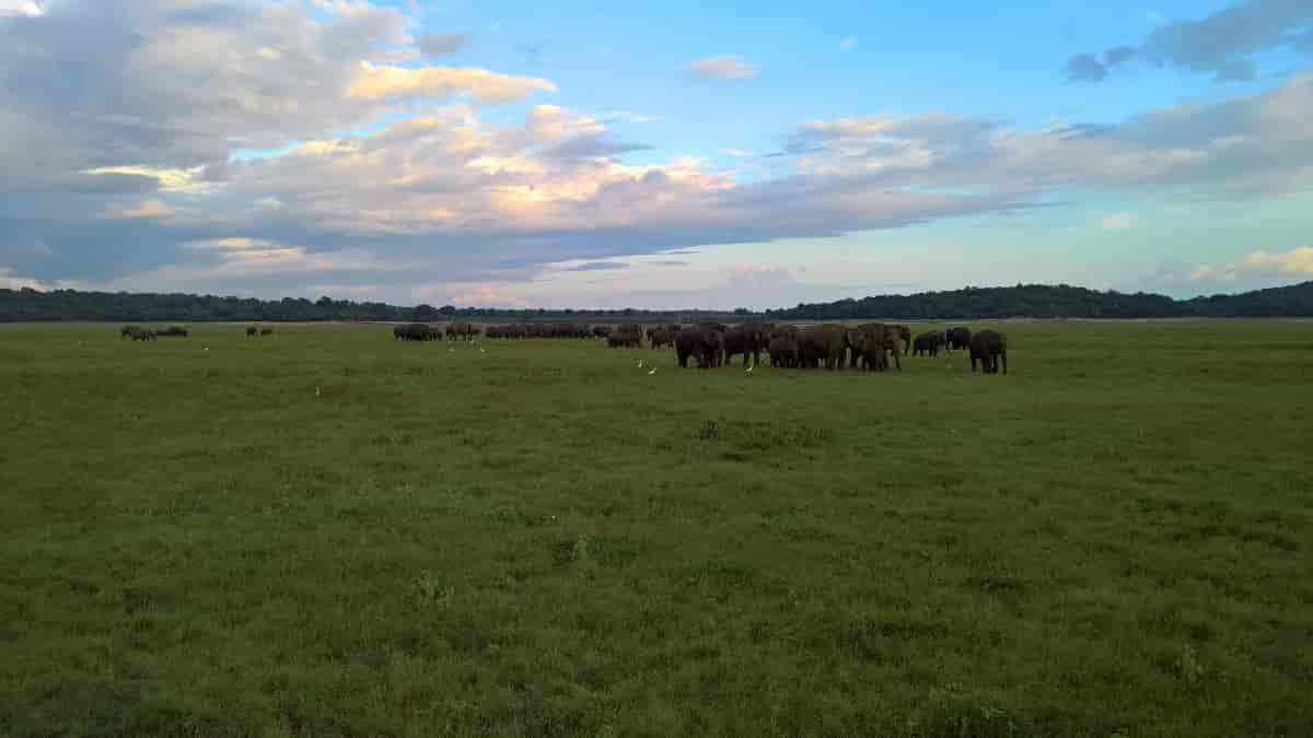 Elephants at Minneriya