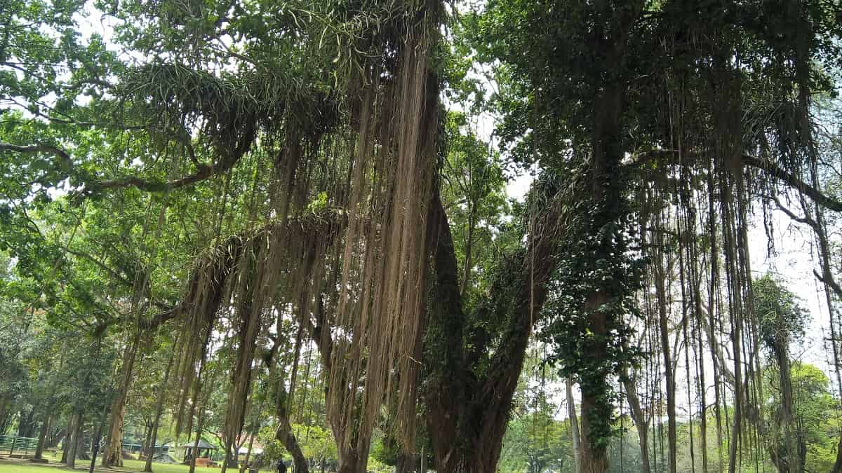 Viharamahadevi Park