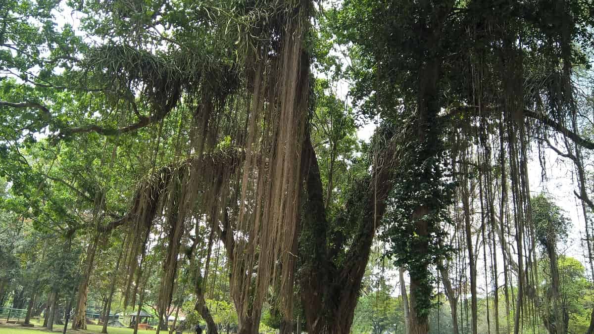 Viharamahadevi Park