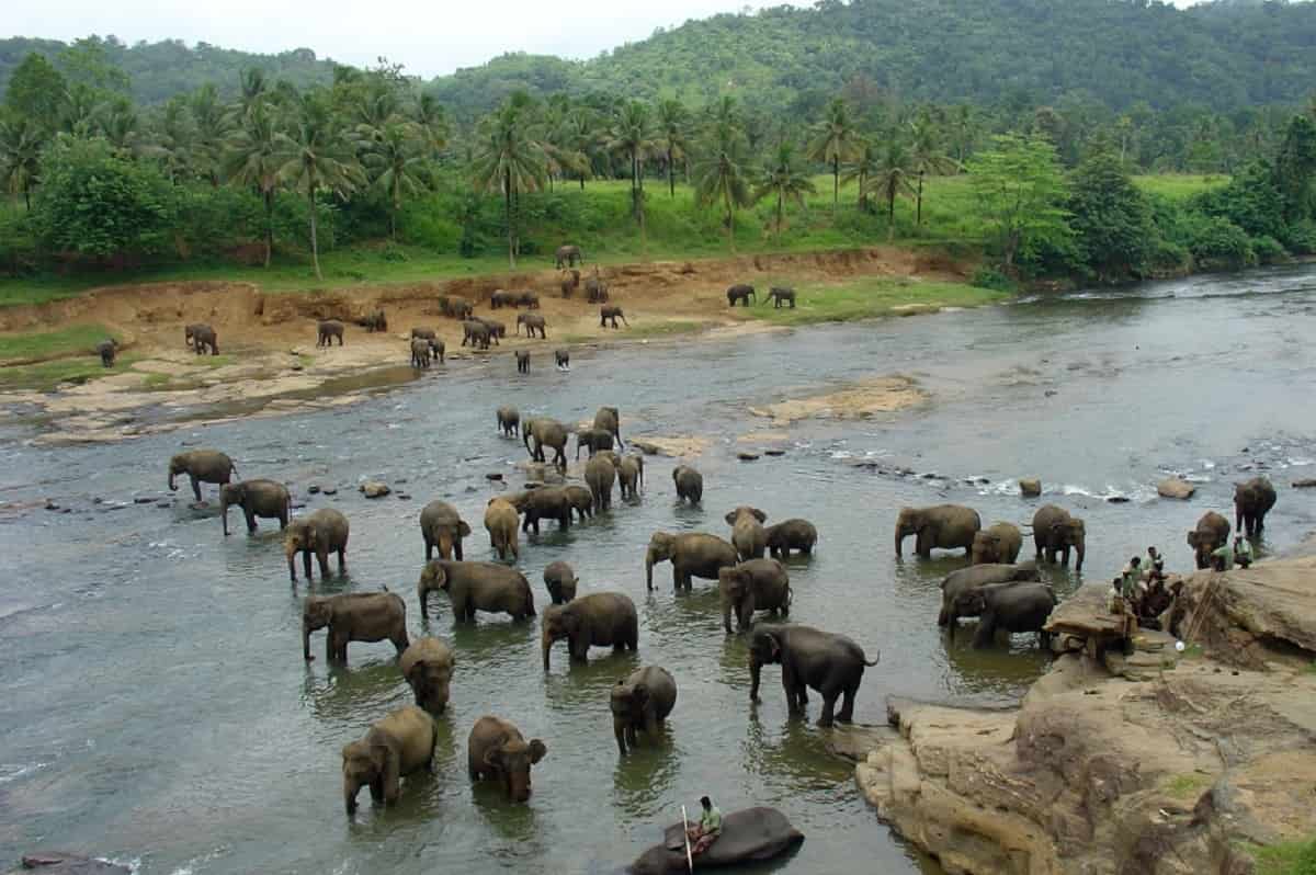 Pinnawala Elephant Orphanage