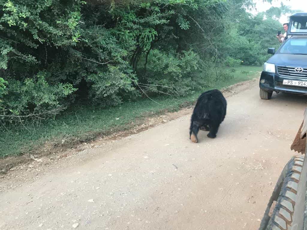 Yala National Park