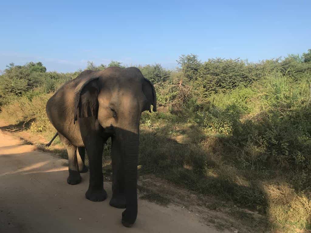 Yala National Park