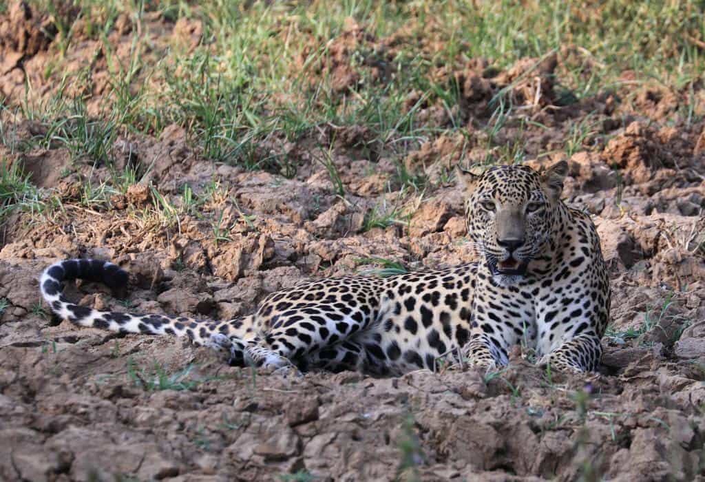 Yala National Park