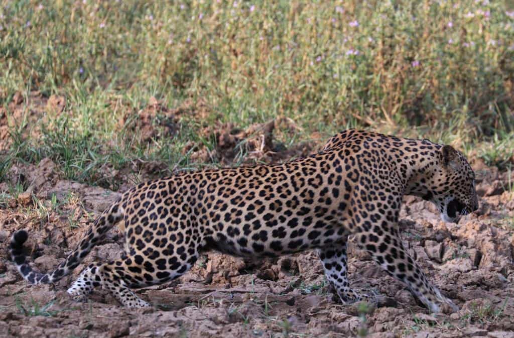 Yala National Park