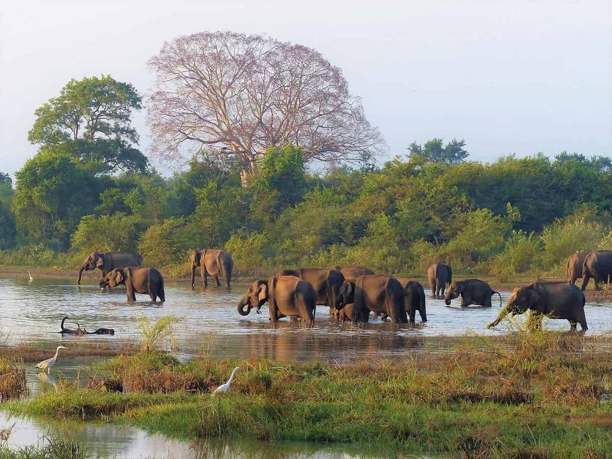 Udawalawe National Park