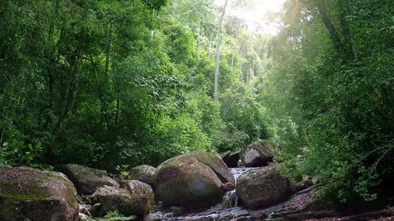 Sinharaja Forest Reserve