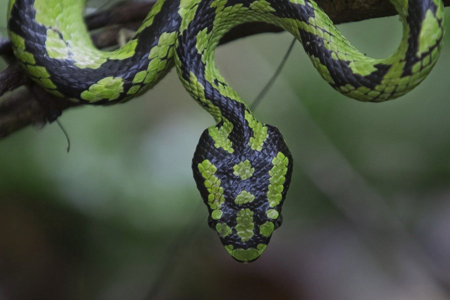 Sinharaja Forest Reserve