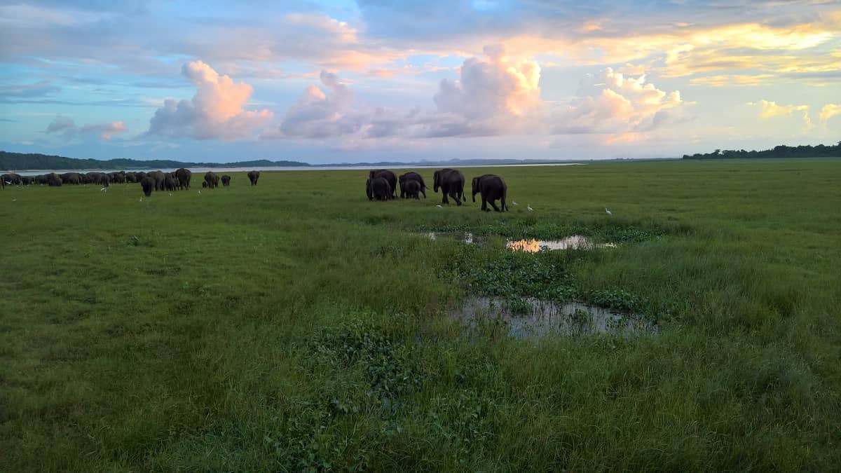 Minneriya National Park