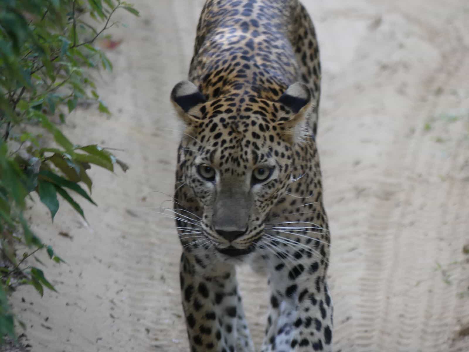 Wilpattu National Park