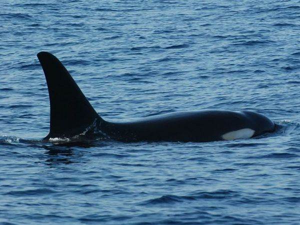 Whale Watching