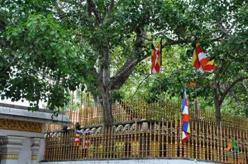 Sri Maha Bodhi Tree