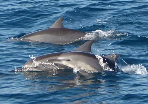 Dolphin Watching Kalpitiya