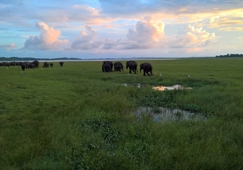 Minneriya National Park