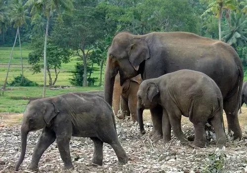 Pinnawala Elephant Orphanage