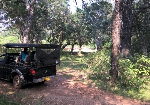 Wildlife Safari Wilpattu National Park