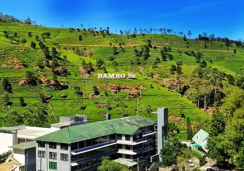Tea Factory Labookellie