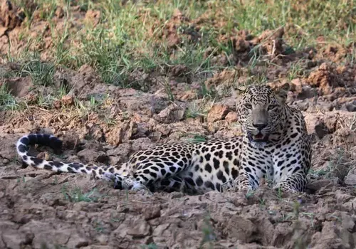 Leopard Yala National Park