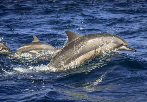 Dolphin Watching Kalpitiya