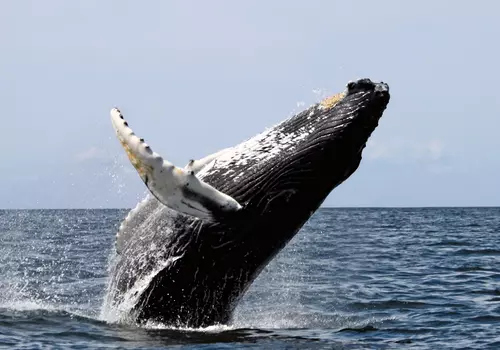 Whale watching Mirissa