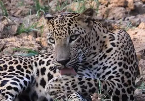Leopard Yala National Park