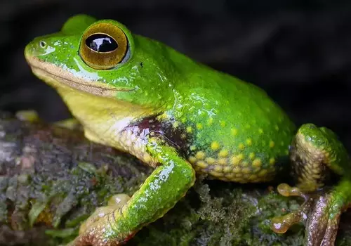 Frog in the Sinharaja Rain Forest