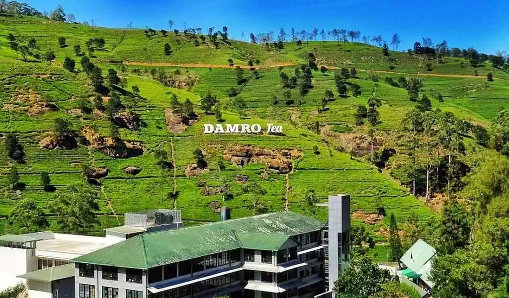 Tea Plantations in Nuwara Eliya
