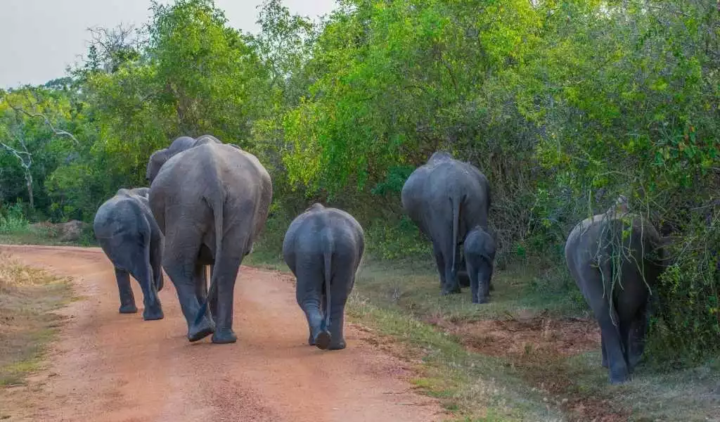 Wild Elephants Yala National Park
