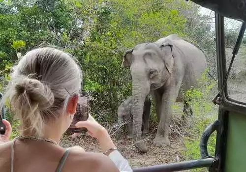 Wildlife Safari Yala National park
