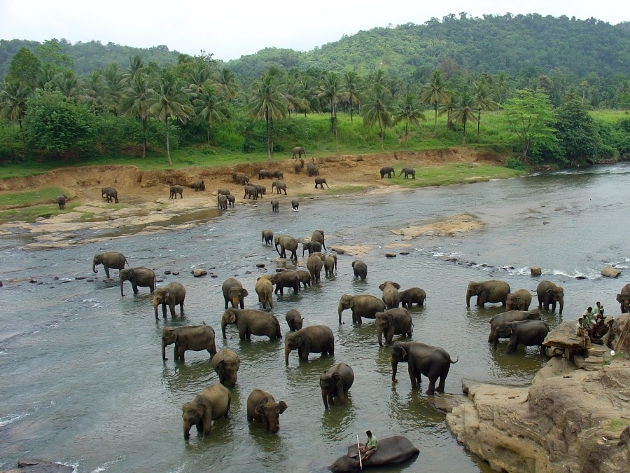 Pinnawala Elephant Orphanage