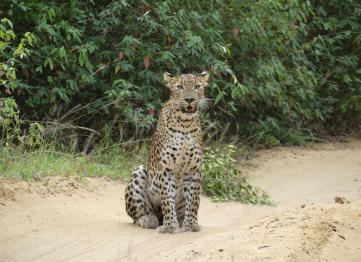 Leopard Yala National Park, Palm Lanka Tours 