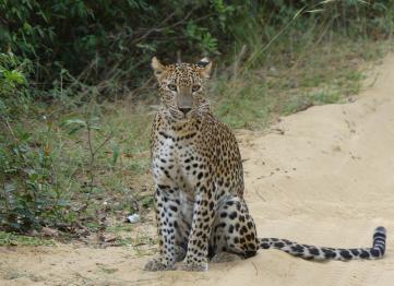 Leopard Yala National Park, Palm Lank Tours
